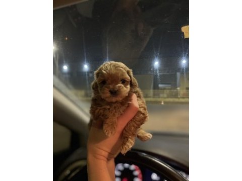 Teacup maltipoo kızımız
