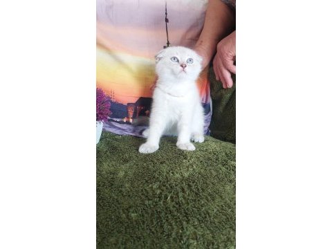 Daha güzel scottish fold yok