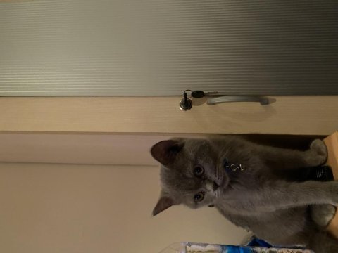 Bristh shorthair 6 aylık erkek