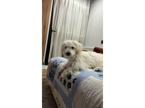 Terrier poodle kırması yavrular