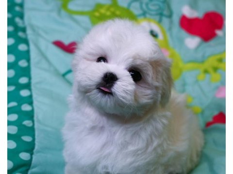 Korea maltese yavrularımız
