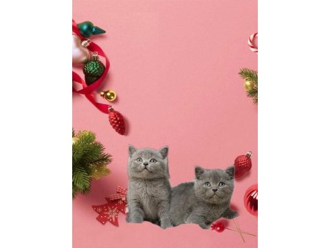 Sevimli british shorthair kedisib