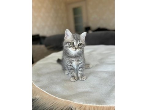 British longhair dişi