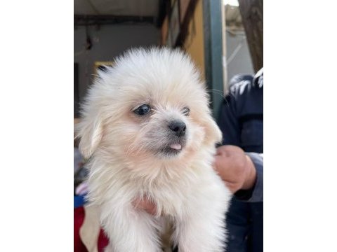 Sevimli maltese yavrularımız
