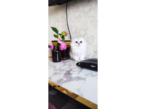 Scottish fold prenses