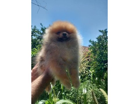 Pomeranian boo beyaz ve orange yavrular