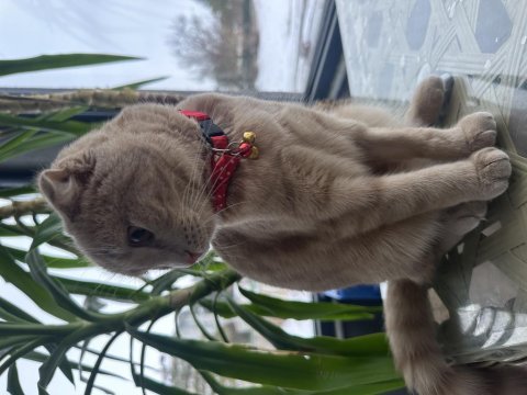 Ücretsiz sahiplendirilecek scottish fold