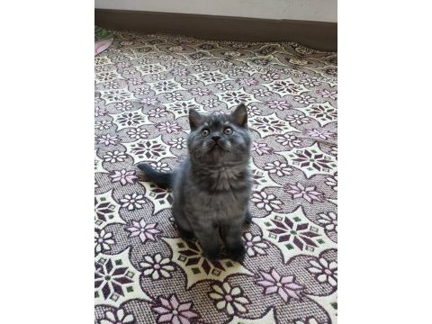 British shorthair kediler