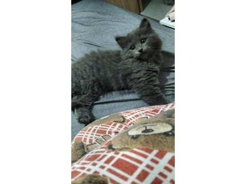 3 aylık erkek british longhair