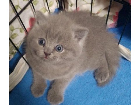 40 günlük orjinal gri british shorthair