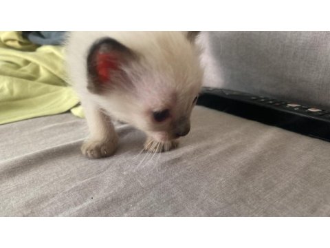 Tapınak bekçisi siyam kedisi bebekler