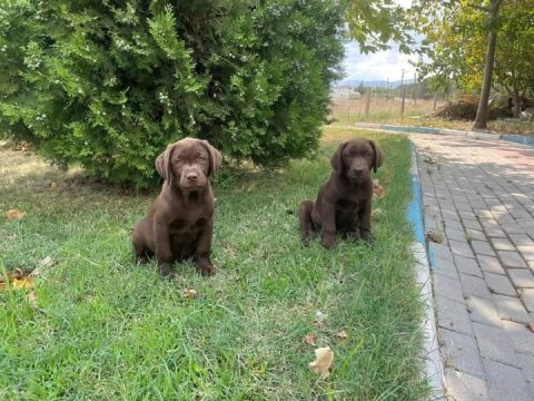 Mükemmel kalitede labrador yavrular