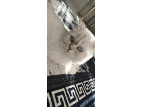 Yetişkin dişi british shorthair kısır değildir