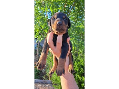 A kalite king doberman yavrular