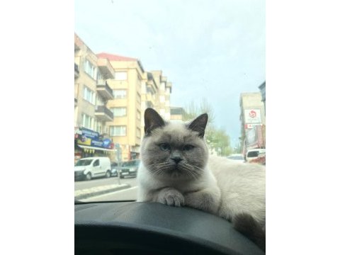 Kedimizi çiftleştirme
