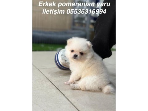 Manisa pomeranian erkek yavrular teddy bear