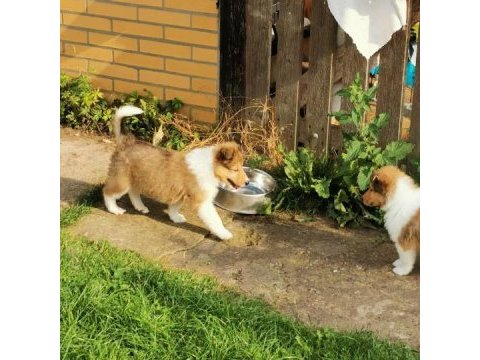 Rough collie ( lessie ) yavruları