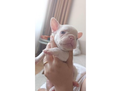 50 günlük fransız bulldog yavrularımız