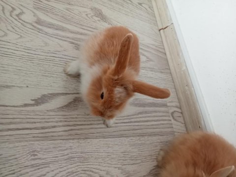 Hollanda lop tavşanı 7 haftalık