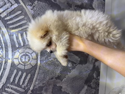 Orijinal pomeranian bebekler