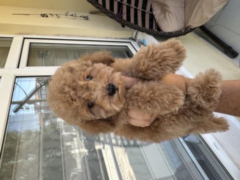 Dişi toy poodle yavrularımız