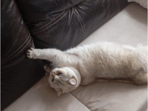 British shorthair kedimiz