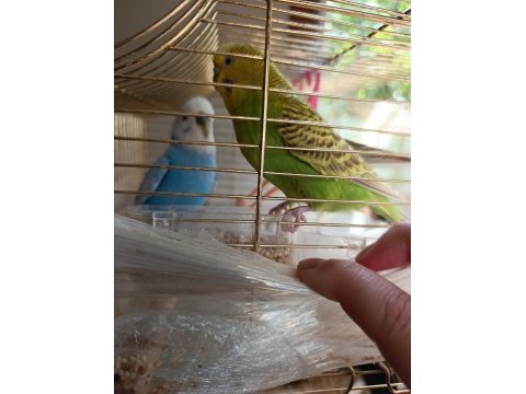 Muhabbet kuşu çifti sahiplendirme