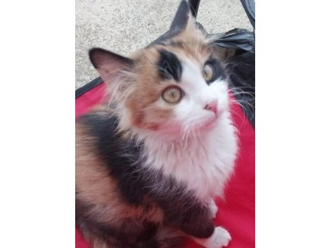 Perican kızımız ömürlük yuvasını arıyor