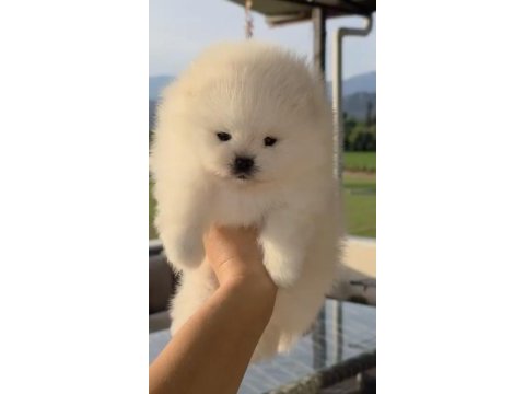 Sağlık ve ırk garantili pomeranian yavru