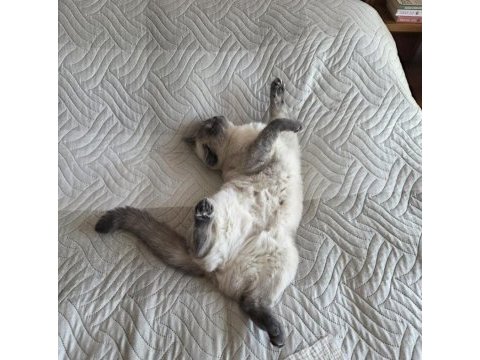British shorthair bluepoint kedimiz
