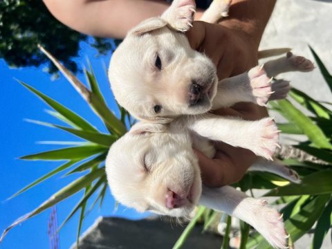 Labrador yavruları a kalite tüm illere gönderim