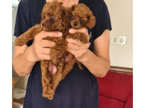 Kore kan teacup poodle yavrular