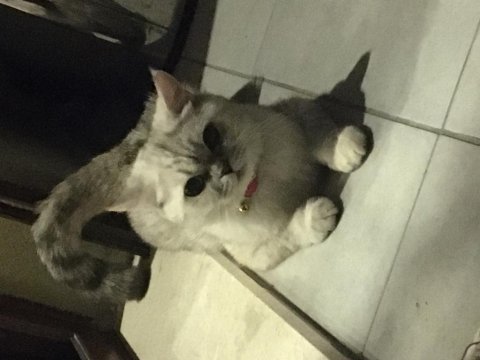Tahmini iki yaşında erkek british shorthair