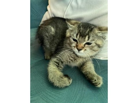 British shorthair golden