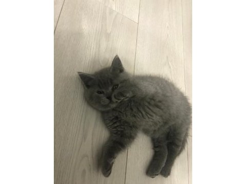 British longhair yavruş sahiplendirme