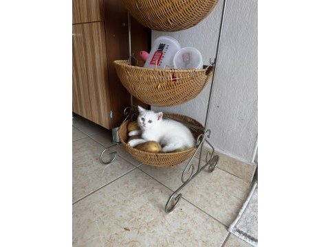 Beyaz british shorthair yavrularımız
