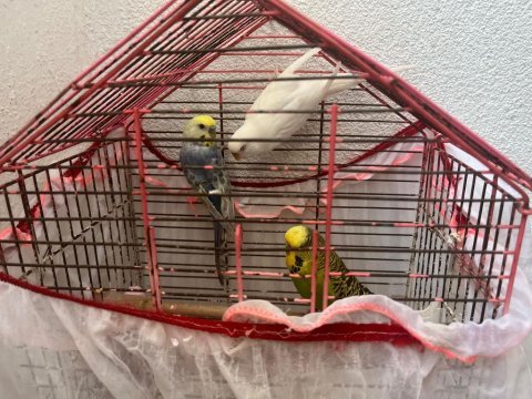 2 dişi ve 1 erkek muhabbet kuşu