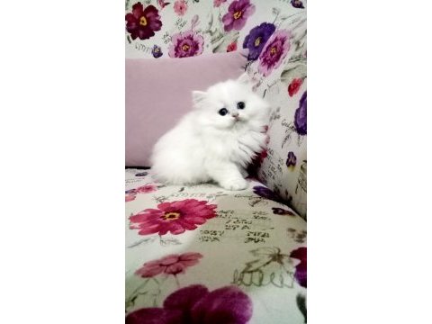 British longhair dişi