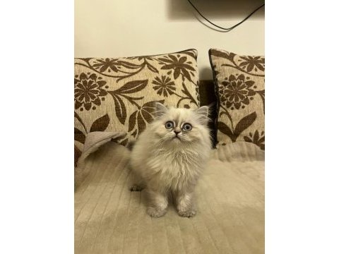 Yavrumuz 08.08.2023 dişi british longhair iç-dış