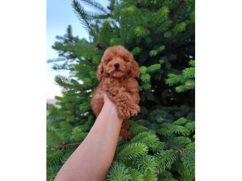 Toypoodle  yavrularımız 