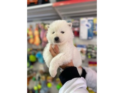 Safkan samoyed yavruları