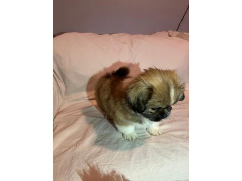 Nadir karamel renk shih tzu kızımız