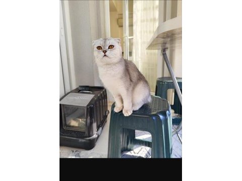 Scottish fold prenses evimizin