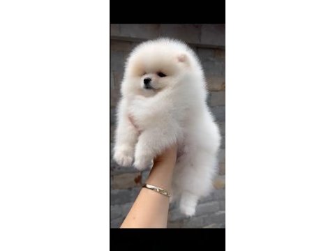 Sevimli pomeranian boo