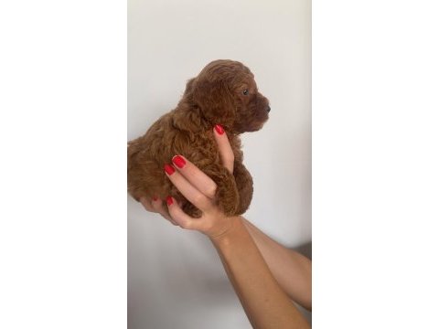 Toy poodle yavruları