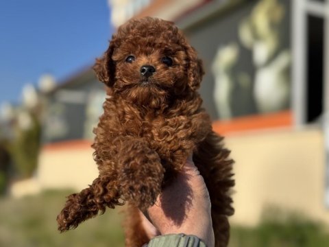 Petmode köpek çiftliğinde ziyarete açık toy poodle