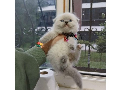 2 aylık british shorthair bebekler