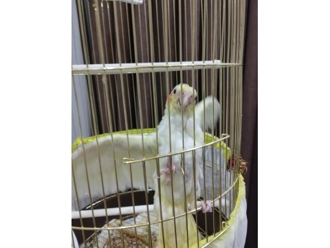 Evcil sultan papağanı yavru