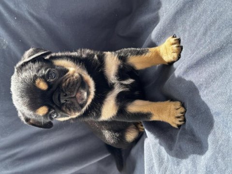 Black tan pug mops