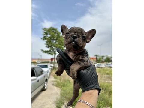 Egzotik french bulldog